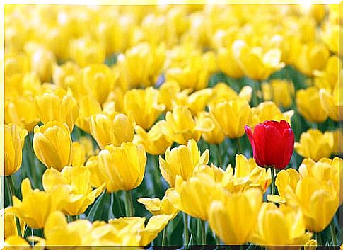 Many yellow tulips and one red