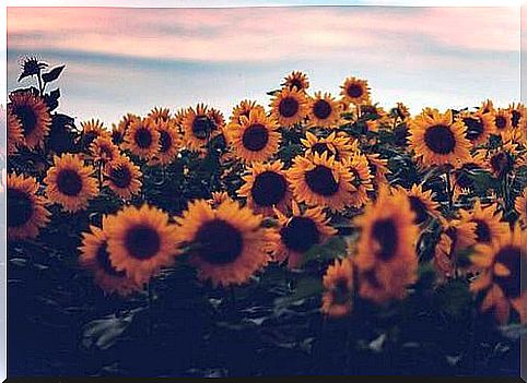 sunflower field