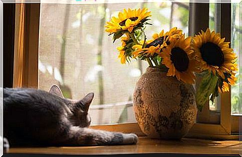 Cat in front of window feeling fear, sadness and frustration