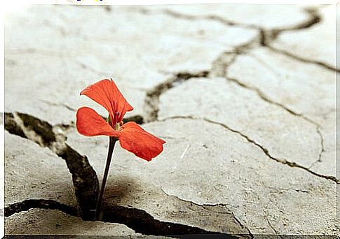 Red flower on the road