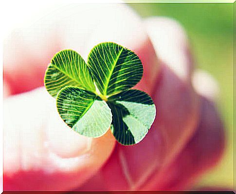 Hand picking up a four leaf clover