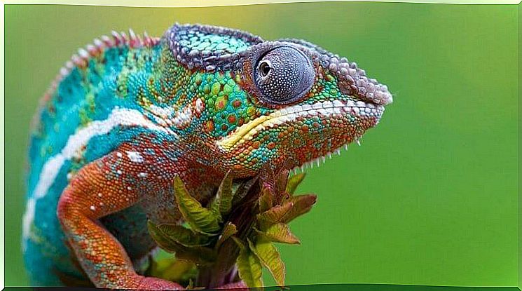 Chameleon