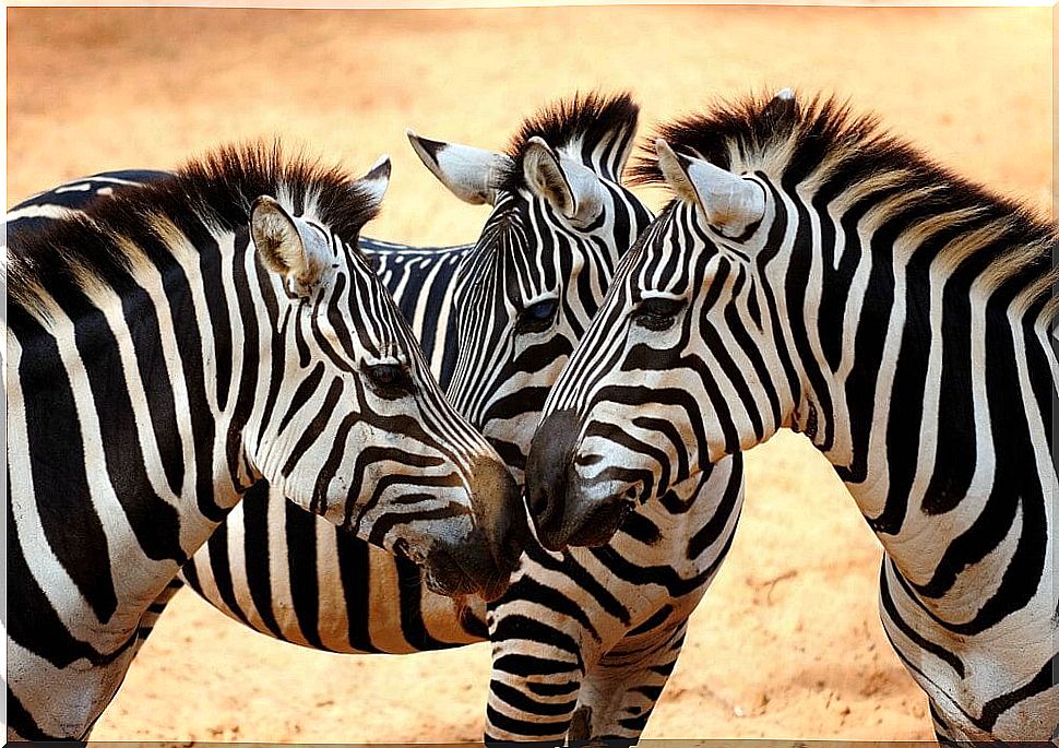 zebra representing the opposite of social chameleons