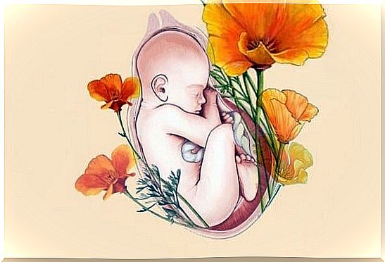 baby in a womb with flowers