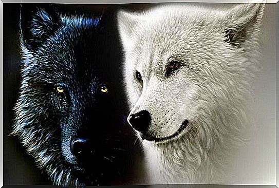 The Cherokee legend of the two wolves or our inner forces