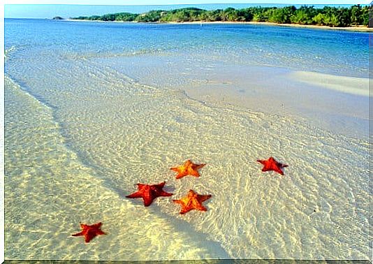 starfish on the shore