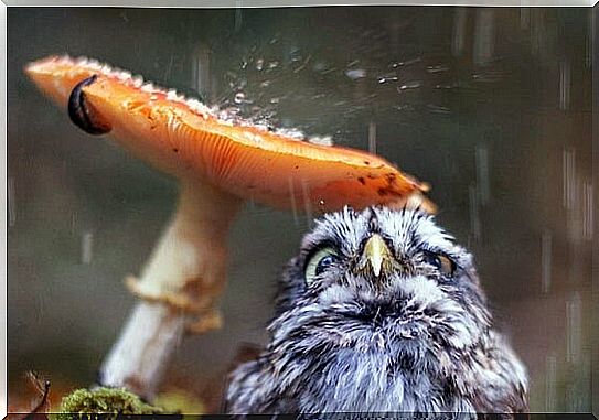 Owl under a mushroom feeling the sound of the rain