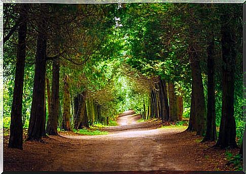 Path with trees